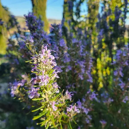 Chez Foucherie Nonac