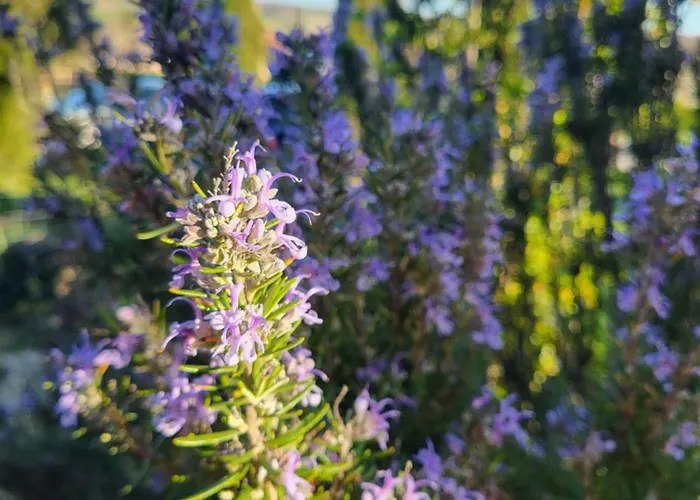 Chez Foucherie Nonac